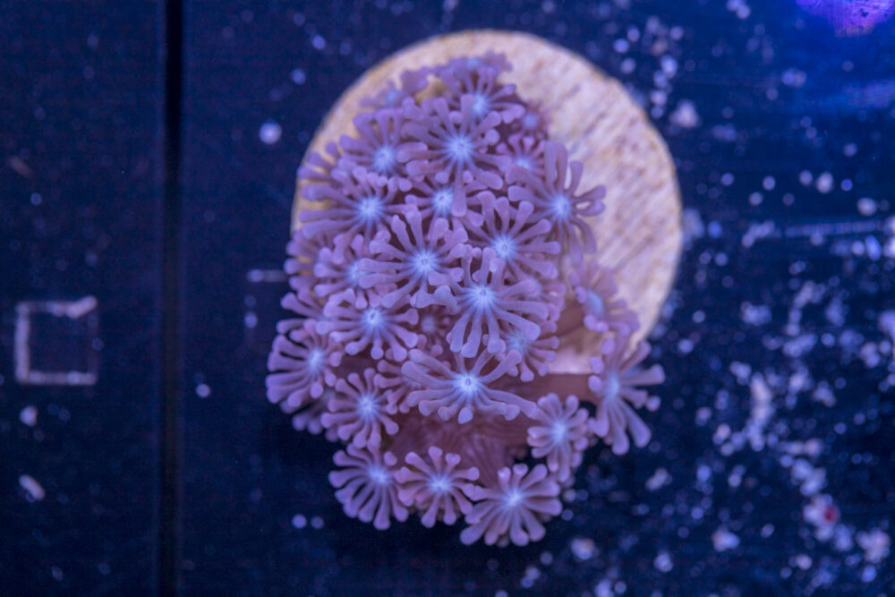 Alveopora