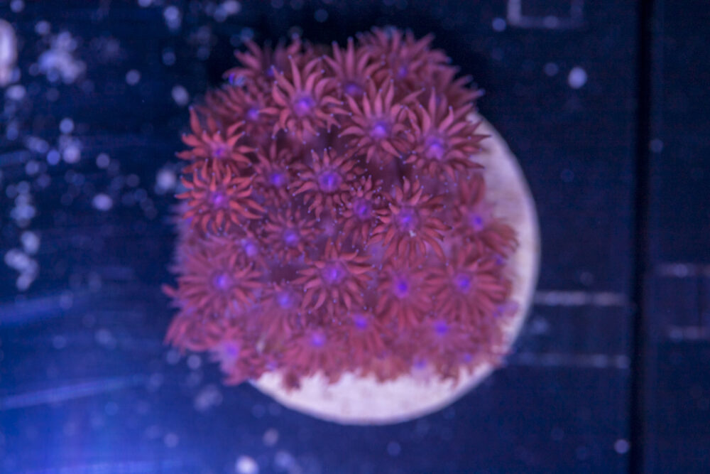 Goniopora