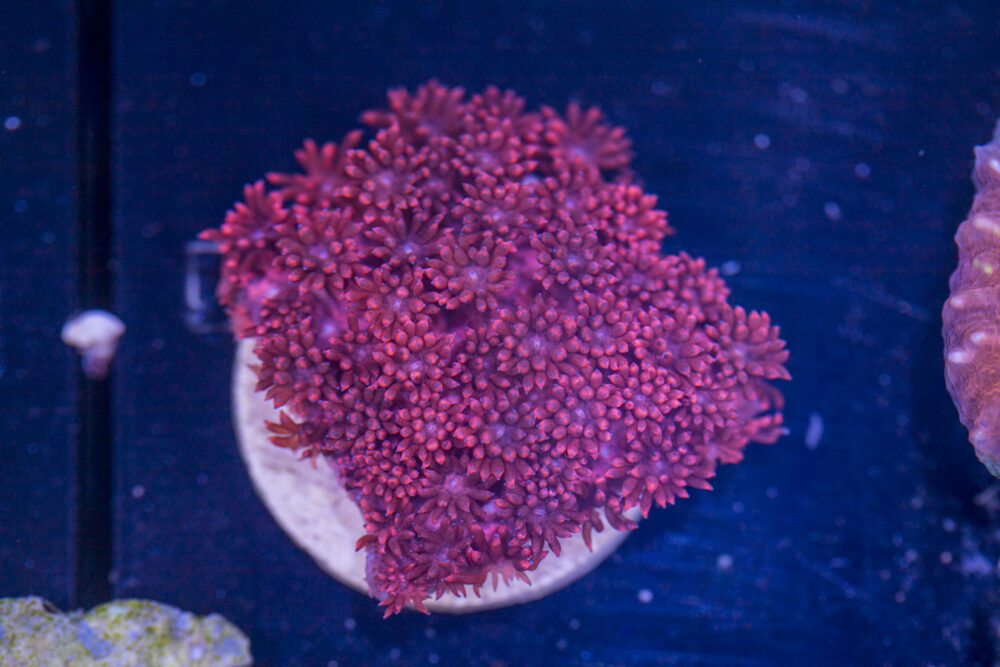 Goniopora