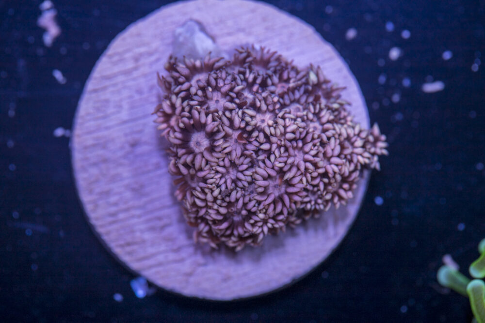 Goniopora