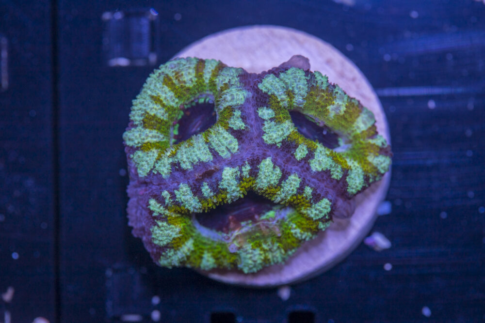 Acan - Lord Howe