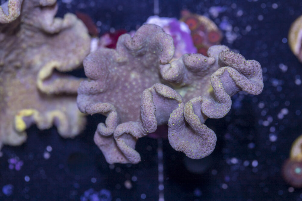Toadstool Leather