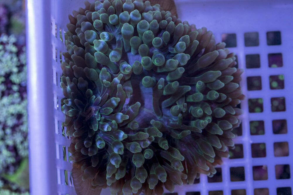 Bubble Tip Anemone
