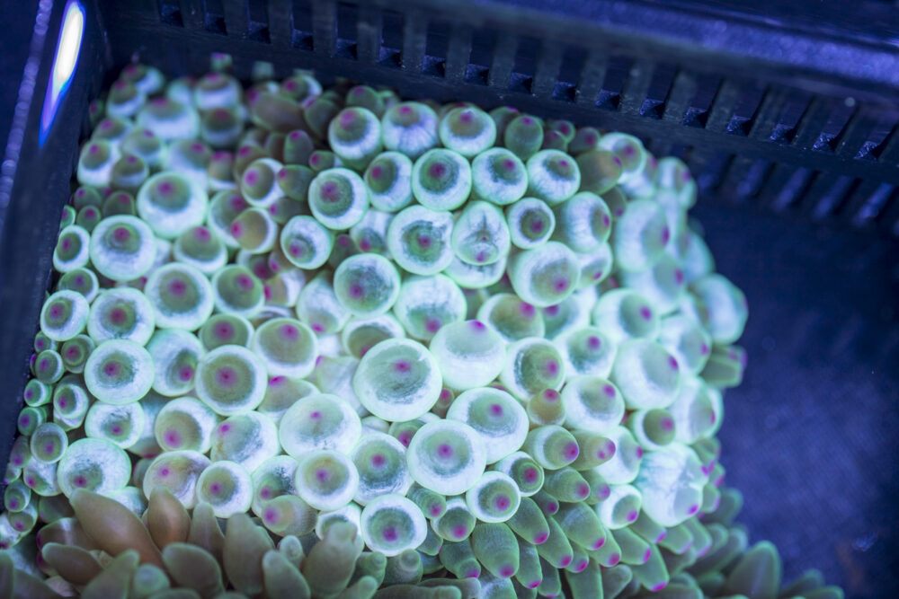 Bubble Tip Anemone