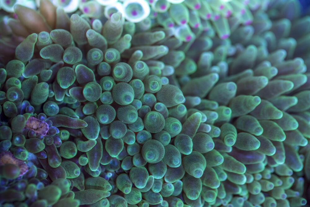 Bubble Tip Anemone