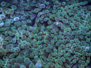 Bubble Tip Anemone