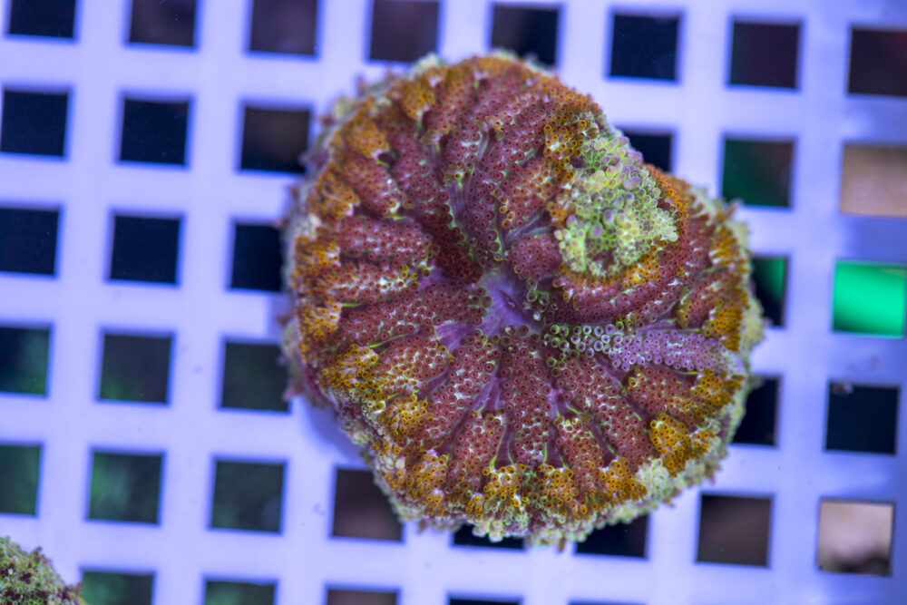 Mini Maxi Anemone
