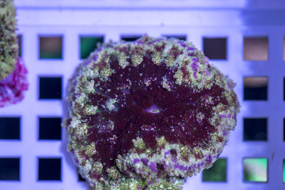 Mini Maxi Anemone