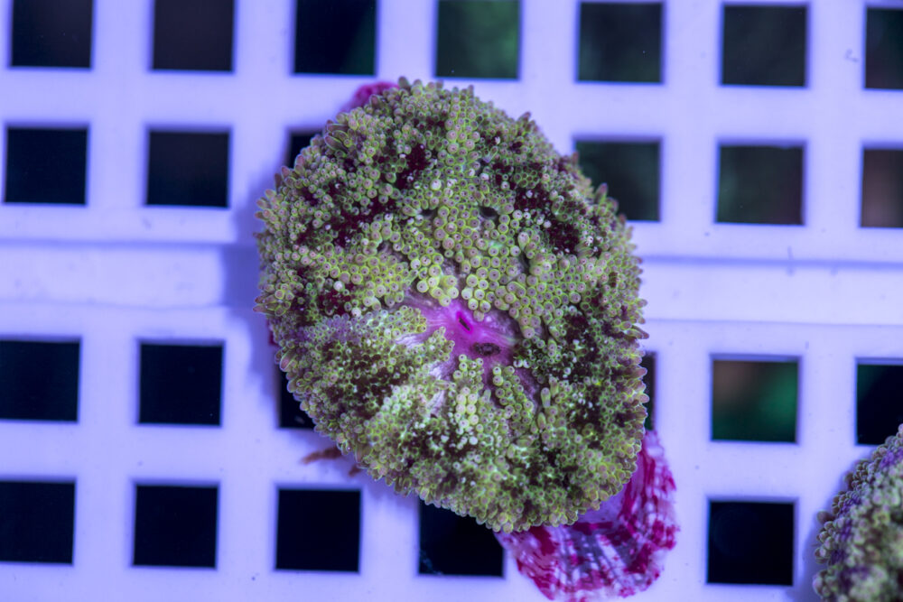 Mini Maxi Anemone