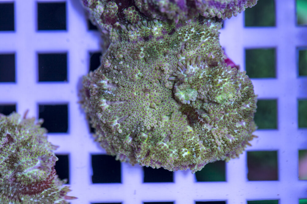 Mini Maxi Anemone