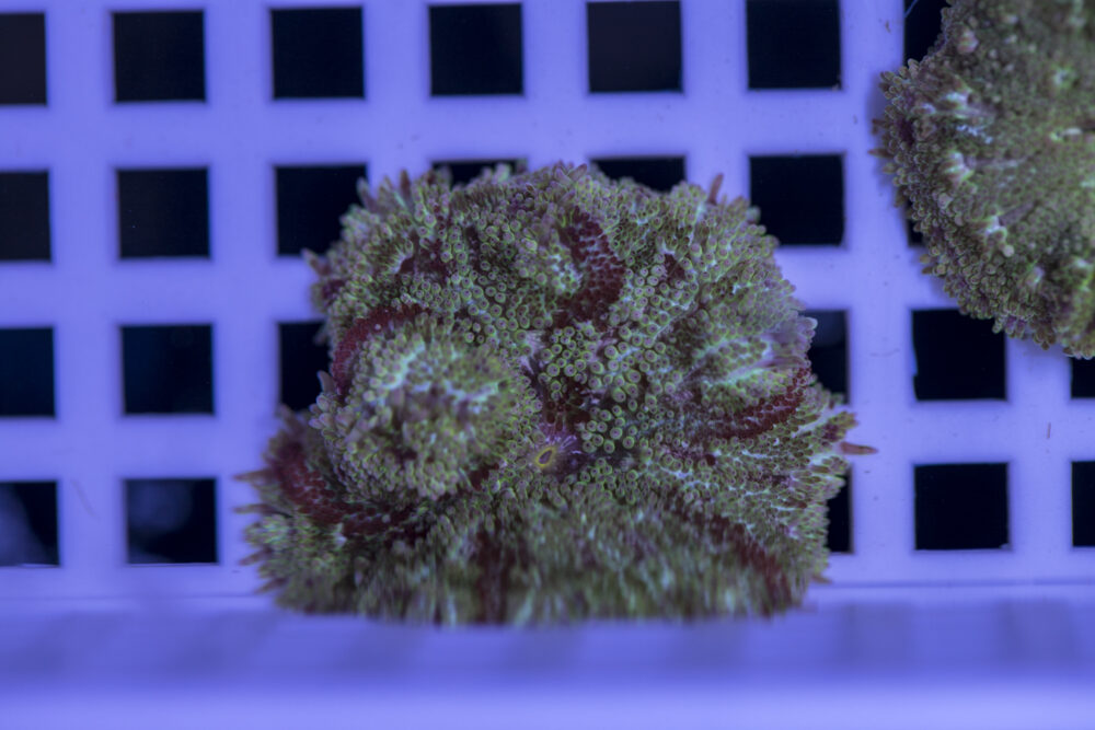 Mini Maxi Anemone