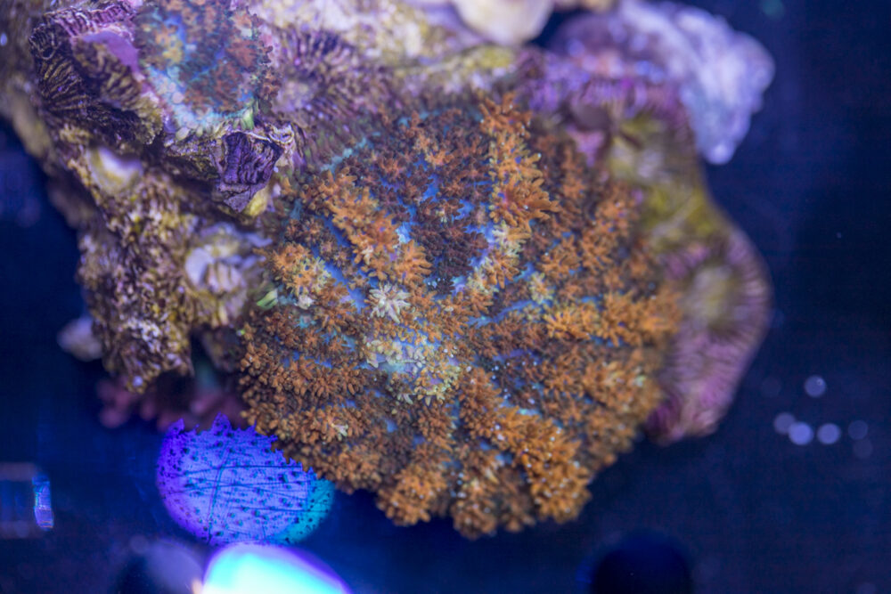 Rhodactus