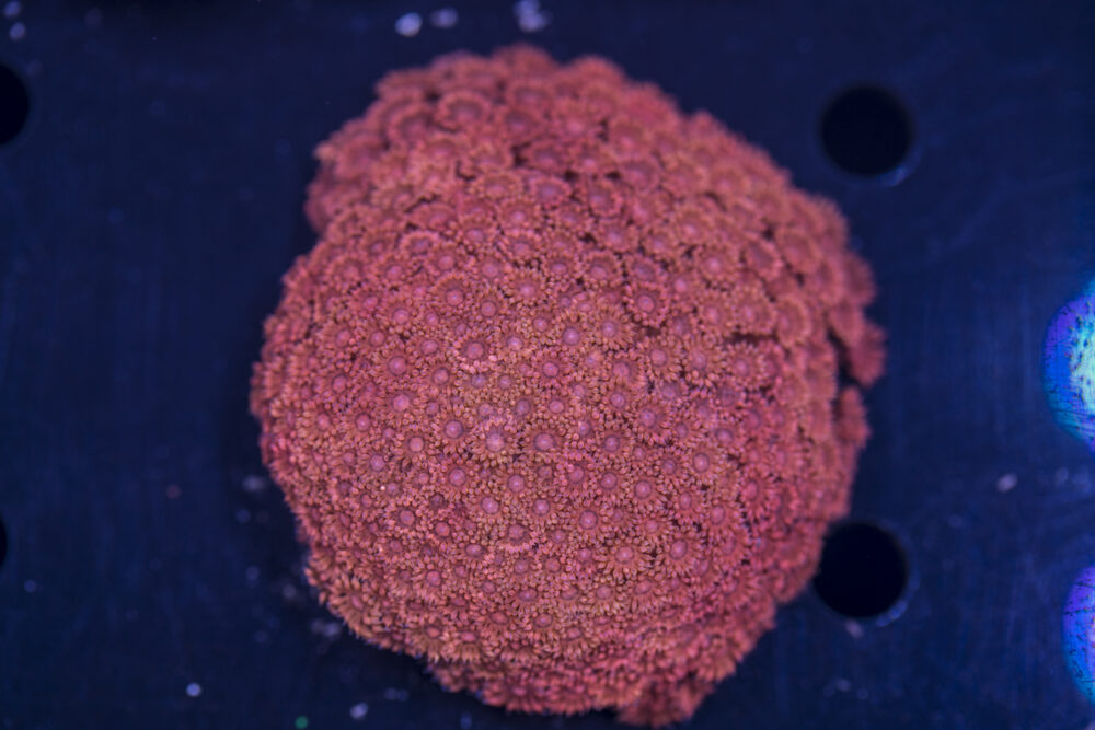Goniopora