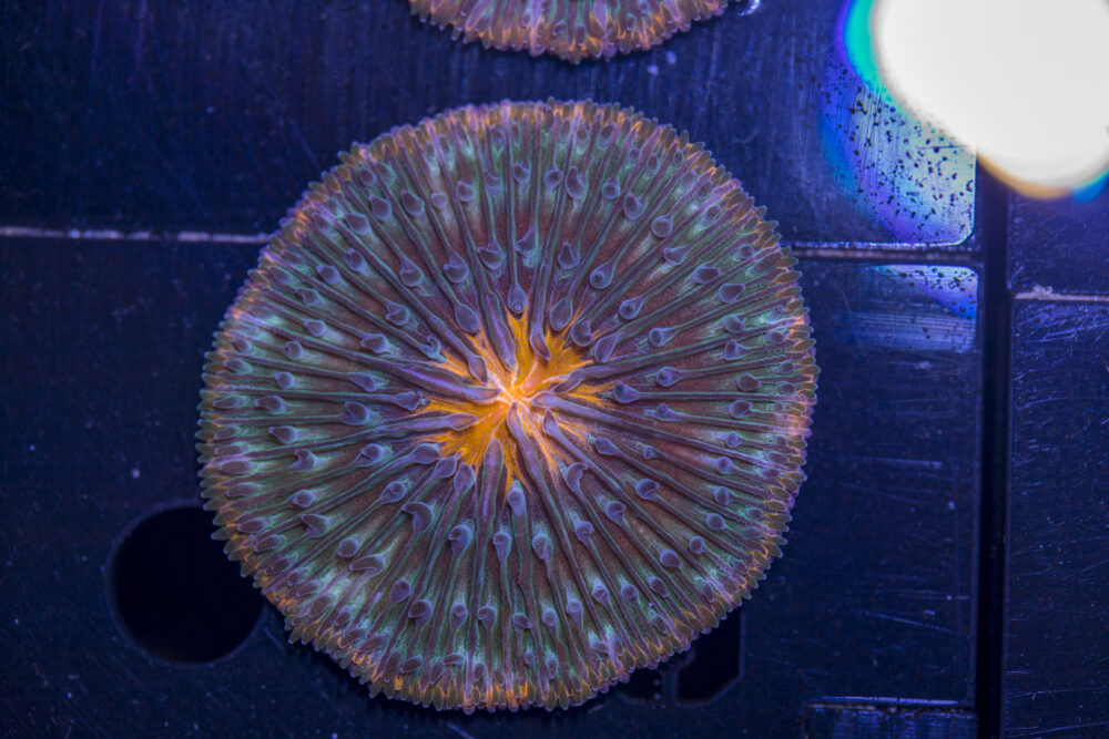 Fungia