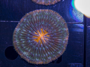 Fungia