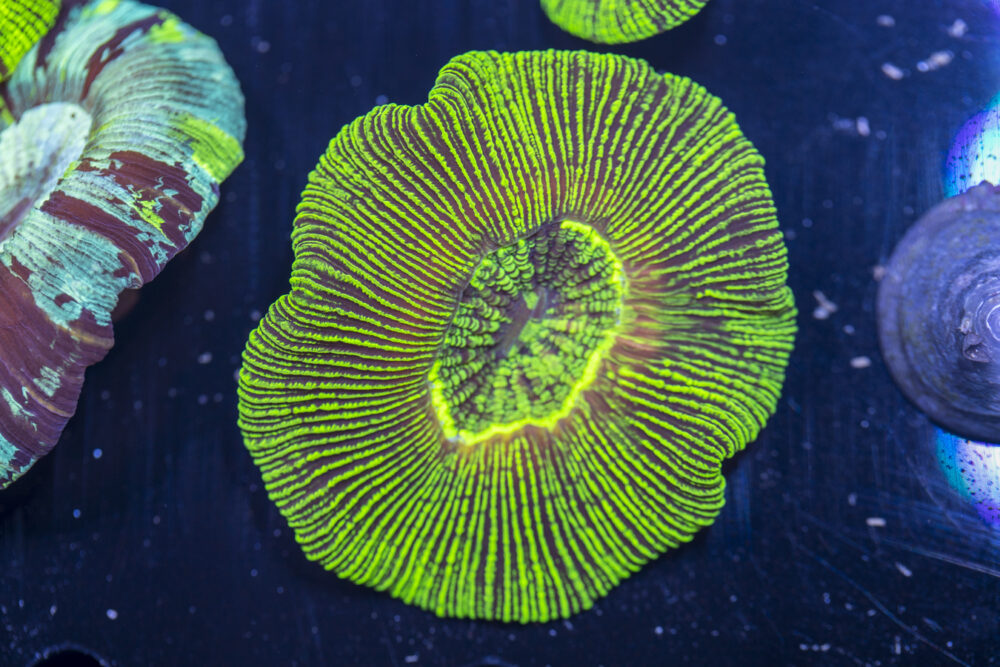 Trachyphyllia