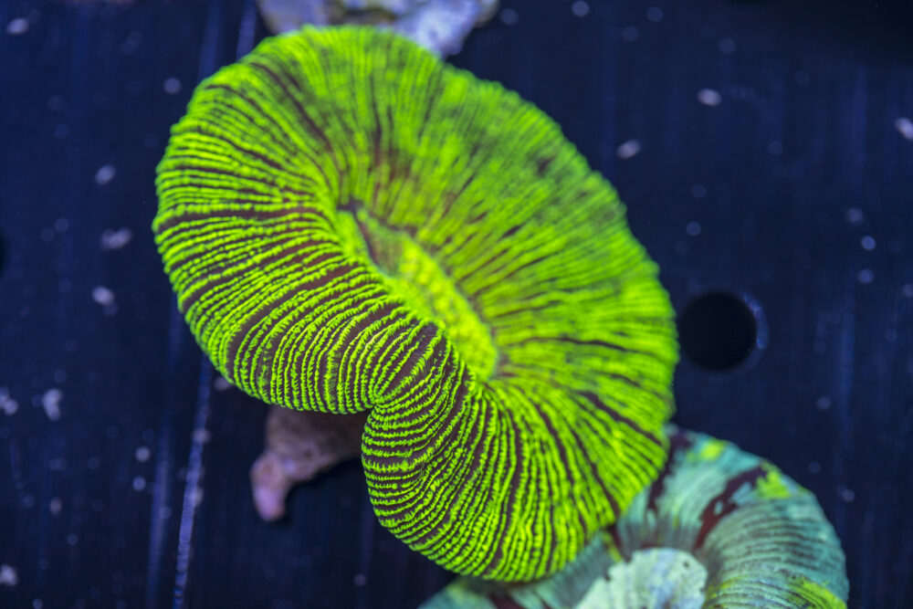 Trachyphyllia
