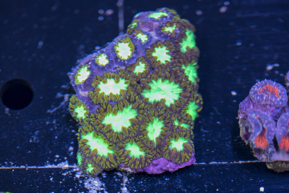 Blastomussa