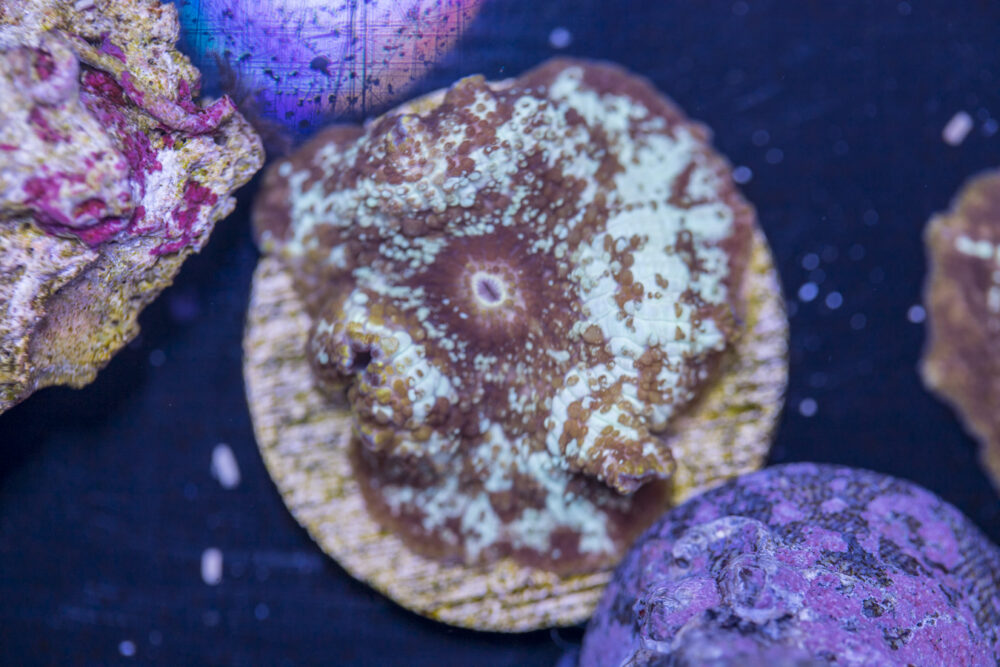 Corallimorph