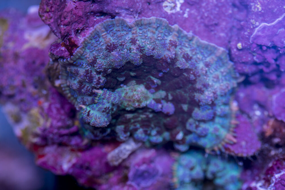 Rhodactus