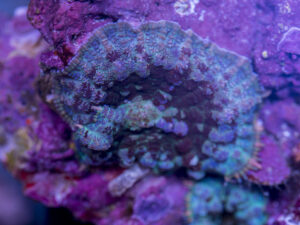 Rhodactus