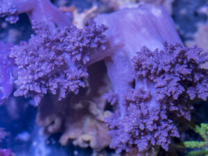 Carnation