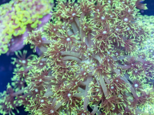 Goniopora