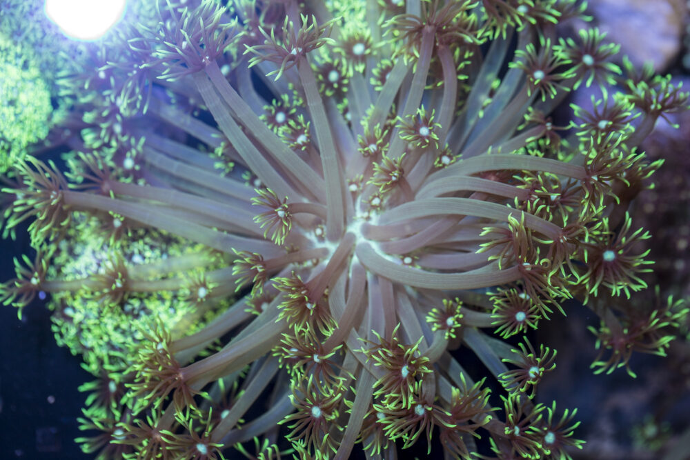Goniopora