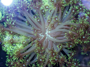 Goniopora