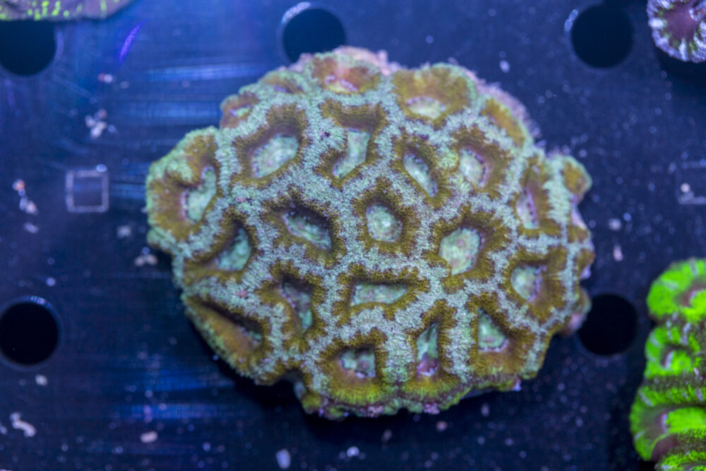 Acan - Lord Howe
