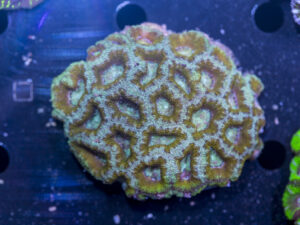Acan - Lord Howe