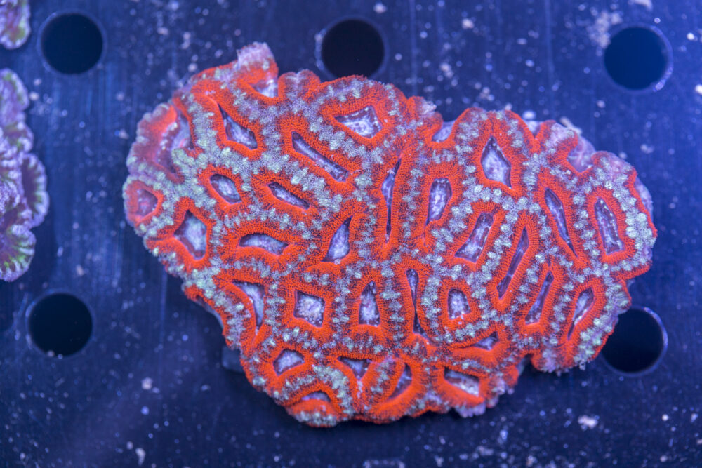 Acan - Lord Howe