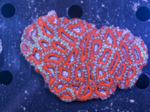 Acan - Lord Howe