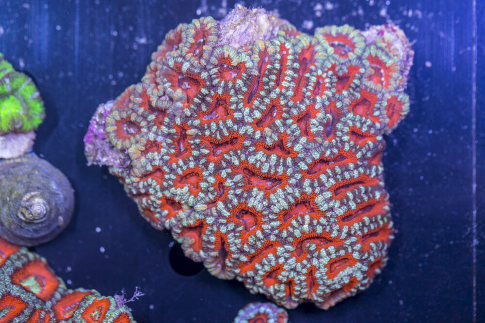Acan - Lord Howe