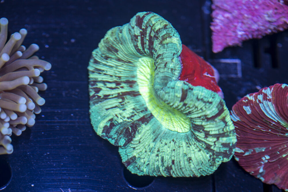 Trachyphyllia