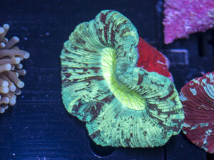 Trachyphyllia
