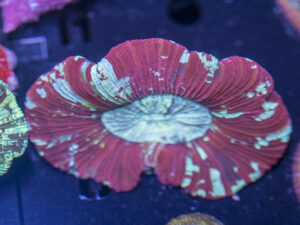 Trachyphyllia