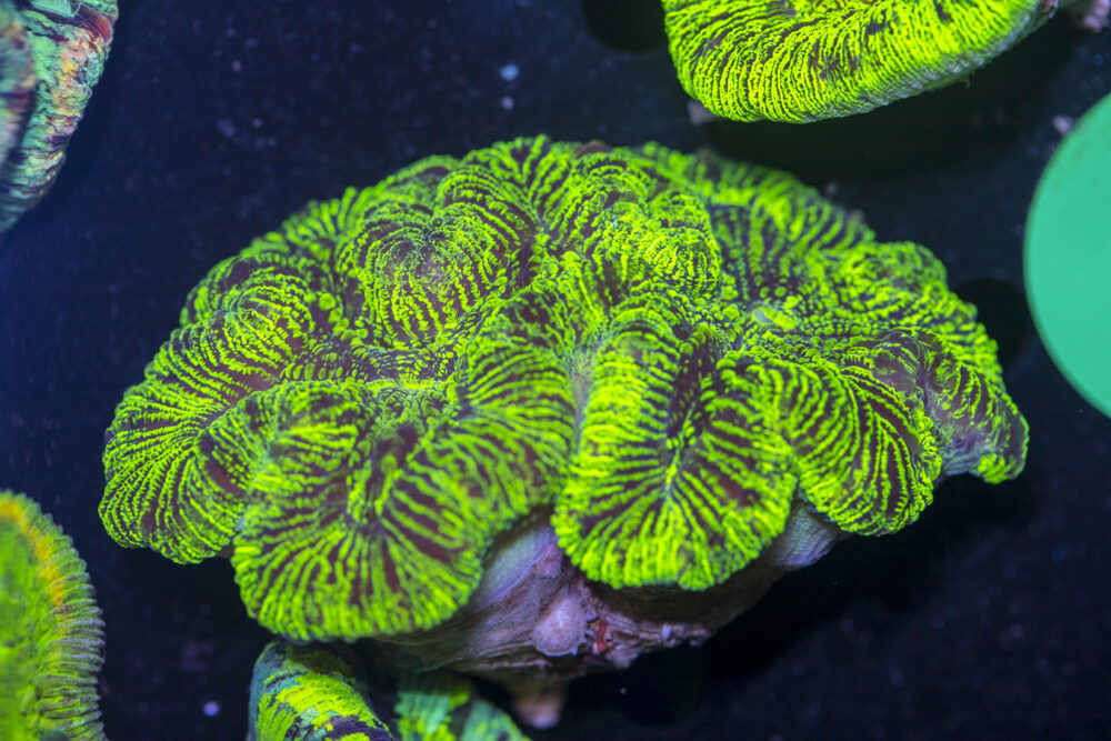 Trachyphyllia