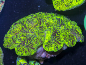 Trachyphyllia