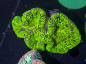Trachyphyllia