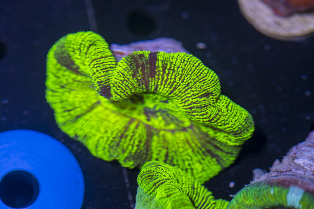 Trachyphyllia