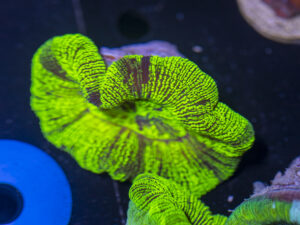 Trachyphyllia