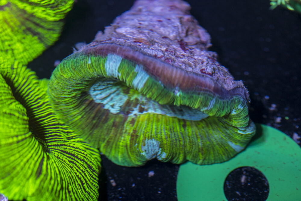 Trachyphyllia