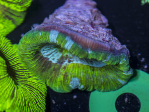 Trachyphyllia
