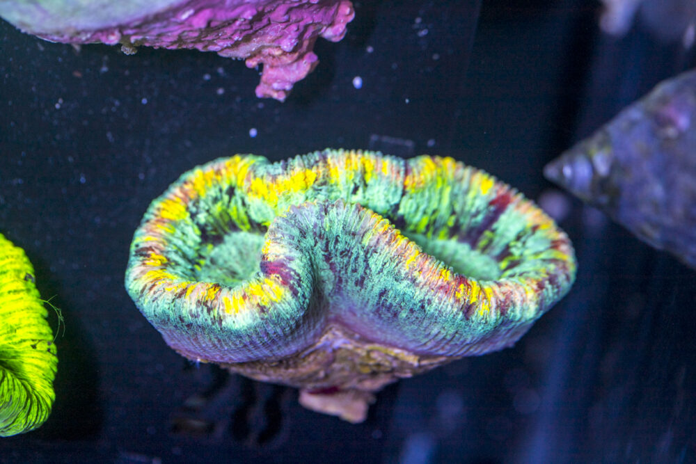 Trachyphyllia