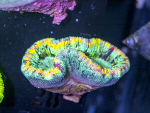 Trachyphyllia