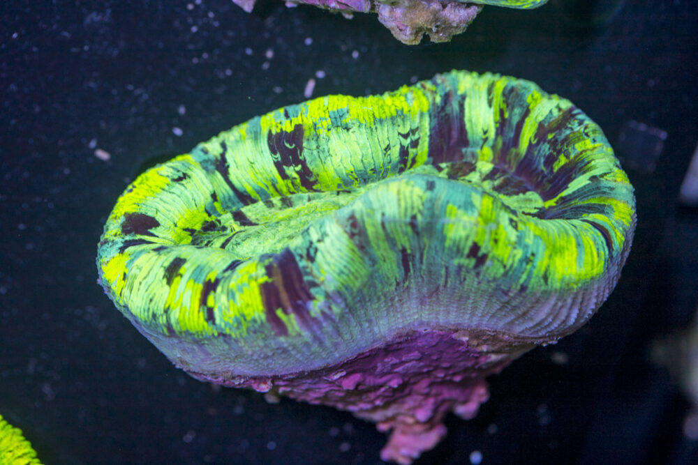 Trachyphyllia