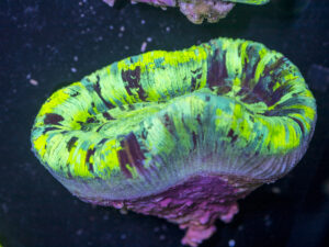 Trachyphyllia