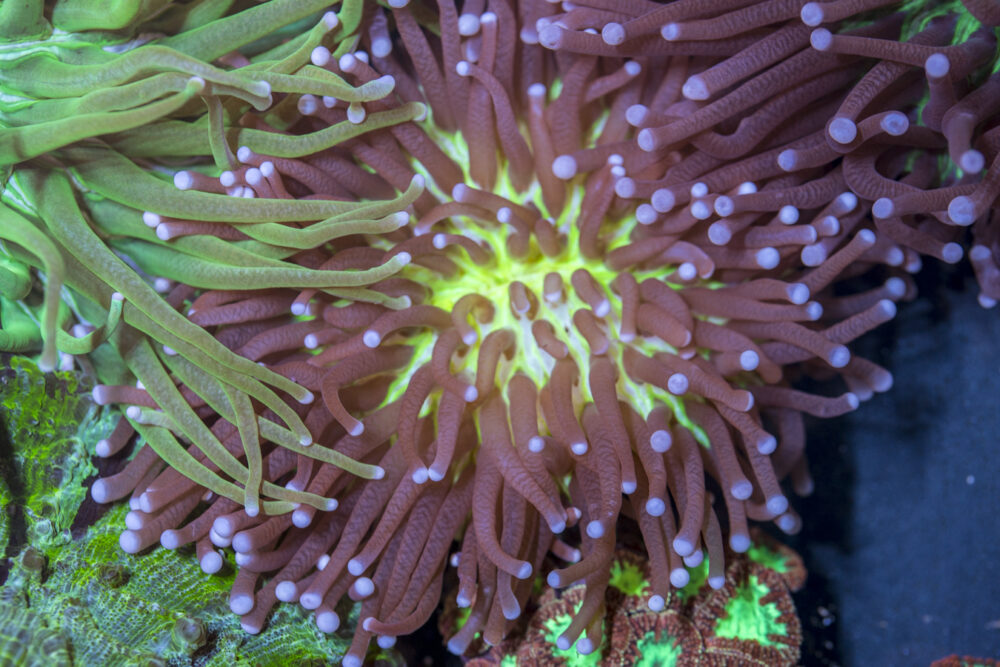 Heliofungia