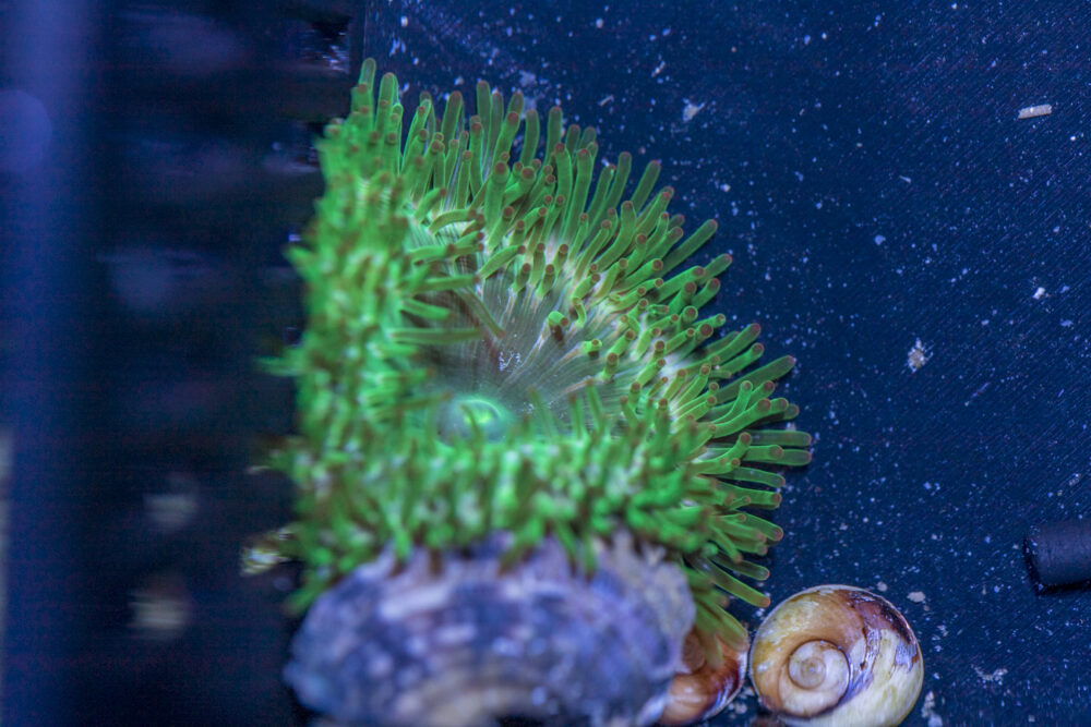 Rock Flower Anemone